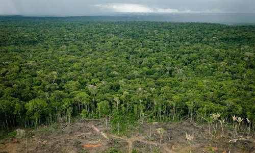 ESTUDO: AMAZÔNIA TEVE MAIOR PERDA DE FLORESTA DESDE 2008