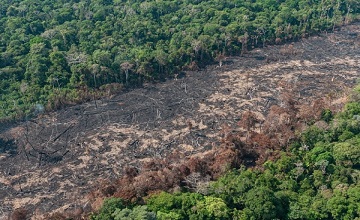 O desmatamento caiu 31% na Amazônia Legal